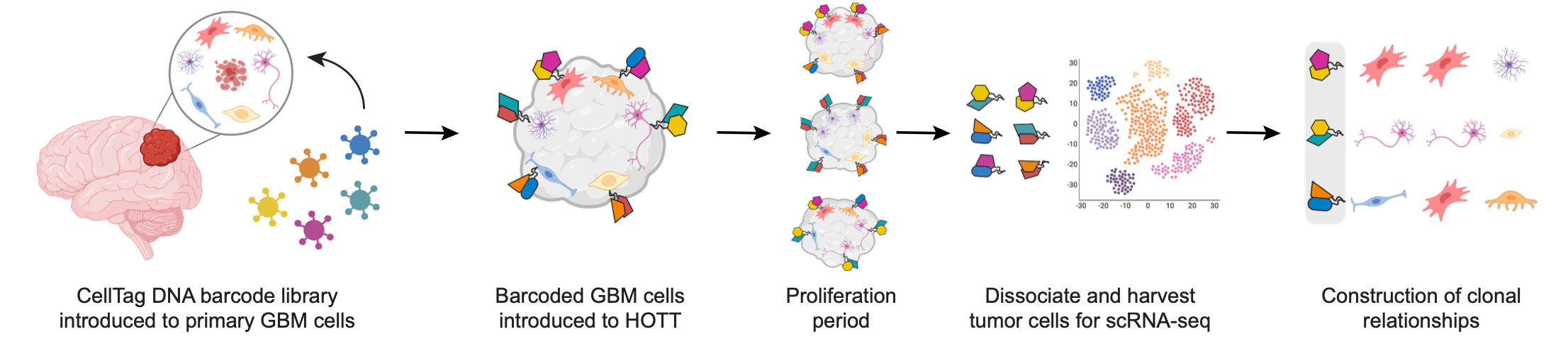 Predictable clonal hierarchies from restricted progenitors provide a framework for cell type-specific therapies in glioblastoma