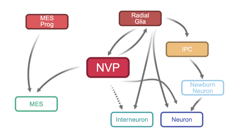A neurovascular progenitor sits at the nexus of glioblastoma lineage trajectories
